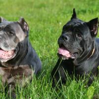 2 Cane Corso couchés sur l'herbe