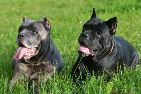 2 cane corso couches sur l herbe