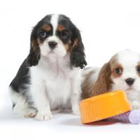 2 Cavaliers King Charles et leur gamelle