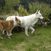 2 chiens de Canaan dans un jardin