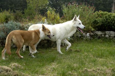 2 chiens de canaan dans un jardin