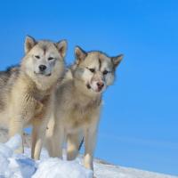 2 chiens du Groenland à la montagne
