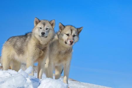 2 chiens du groenland a la montagne