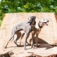 2 chiens Greyhound debout sur un tronc d'arbre