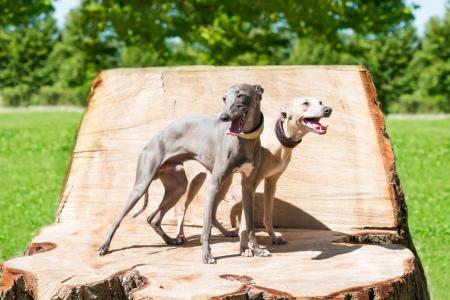 2 chiens greyhound debout sur un tronc d arbre