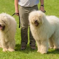 2 chiens Komondor adolescents