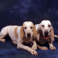 2 chiens Porcelaine couchés en studio sur fond bleu