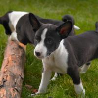 2 chiots Basenji noir et blanc qui jouent avec un tronc d'arbre