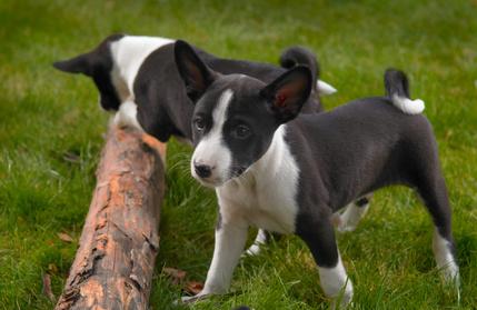 2 chiots basenji noir et blanc qui jouent avec un tronc d arbre