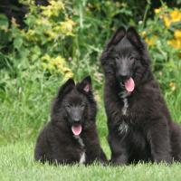 2 chiots Bergers Groenendael