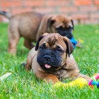 2 chiots bullmastiff