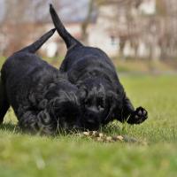 2 chiots Flat Coated Retriever qui jouent