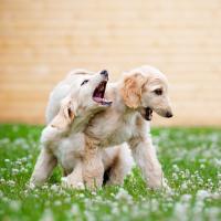 2 chiots Lévriers Afghan