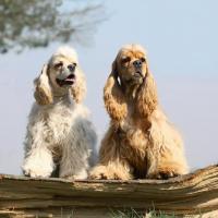 2 Cockers Américains assis sur un tronc d'arbre