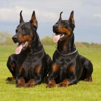 2 Dobermans couchés sur l'herbe