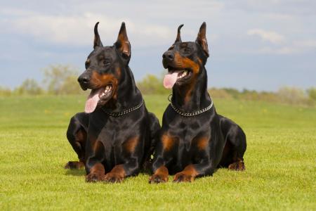 2 dobermans couches sur l herbe