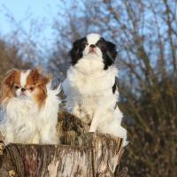 2 Epagneuls Japonais assis sur un tronc d'arbre