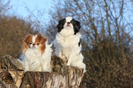 2 epagneuls japonais assis sur un tronc d arbre