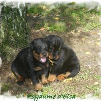 2 femelles chiot Beaucerons de 3 semaines