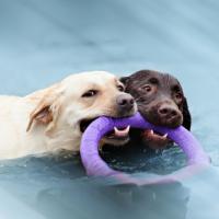 2 Labradors dans une piscine qui jouent avec un jouet flottant