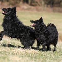 2 Mudi noirs debout dans la nature