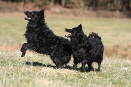 2 mudi noirs debout dans la nature