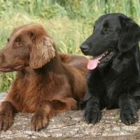 Le Flat Coated Retriever