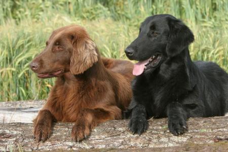 2 retriever a poils plats couche cote a cote