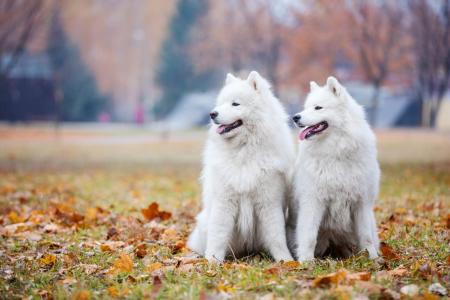 2 samoyedes assis dans un parc