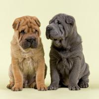 2 Shar Pei assis côte à côte