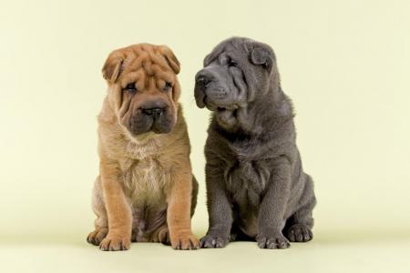 2 shar pei assis cote a cote