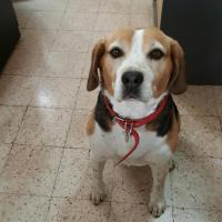 Easy, petit Beagle de Lucie assis sur du carrelage