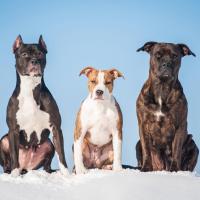 3 Americans Staffordshire Terrier assis sur la neige