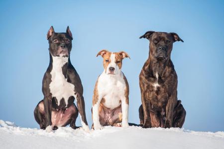 3 americans staffordshire terrier assis sur la neige