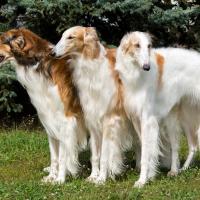 3 Barzoïs debout dans un jardin