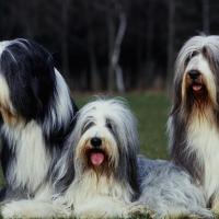 3 Bearded Collie assis ensemble