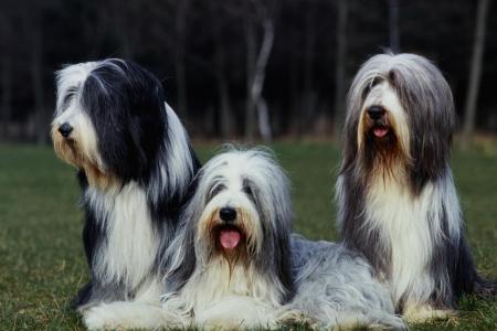 3 bearded collie assis ensemble