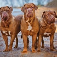 3 Dogues de Bordeaux