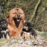 3 Dogues du Tibet couché dans la nature