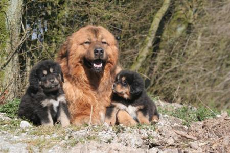 3 dogues du tibet couche dans la nature