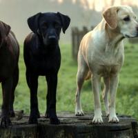 3 Labrador marron, sable et noir sur un tonneau