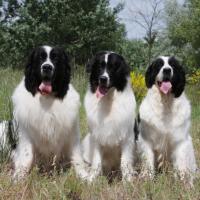 3 Landseer qui tirent la langue