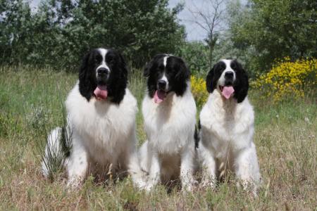 3 landseer qui tirent la langue