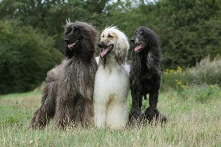 3 levriers afgan debout cote a cote