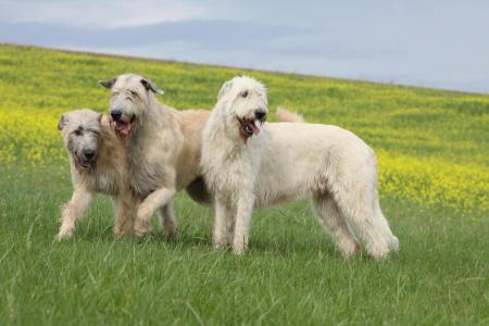 3 levriers irlandais dans un champs