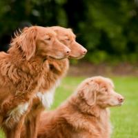 3 Retrievers de la Nouvelle-Ecosses