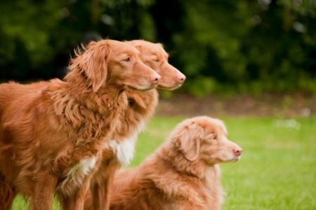 3 retrievers de la nouvelle ecosses