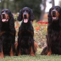 3 Setters Gordon assis devant un parterre de fleurs