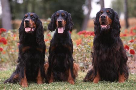 3 setters gordon assis devant un parterre de fleurs