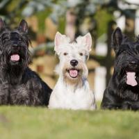 3 Terriers Ecossais assis sur l'herbe